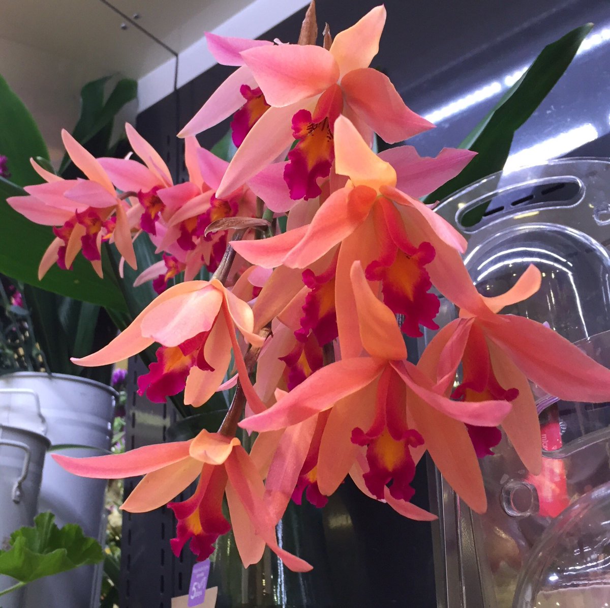 isamuuran1316's tweet photo. @Nevooogh @shabasarah @cc_chicco @Cesuryorum @kentkristensen1 @avinkrishna1 @rosina_strebig @InnPeggy @mariewirt27 @Shumona13 @pantone213u @Shadow135Simmi @uwejanssen17 @ShakuntalaSodh8 @bryanbrtltt @shinunao2 @seeigelchen @monique_2307 @culturesconverg @grandesol2016 @ageyp @VB8910 @Zhbabar05 @CristinPereyra @janez_zorc @RosaTrunk @SitterBh @CSurraiya @HumbleIndian @suz78 @sitaravirgo @OBajpai @roseflourish_13 @WalterHomeroPe4 @malemalefica @tomasem1 @ragunathannn @Isobg69 @SILVIADOMI222 @Ashger_70R @mijeane4 @vivinristituta @dhriti_kala @pgblessed1 @saabbassam @pabupabupbgv1 @Sylv33 @wassilaoulmi #Cute https://t.co/wyNocZ9bZU