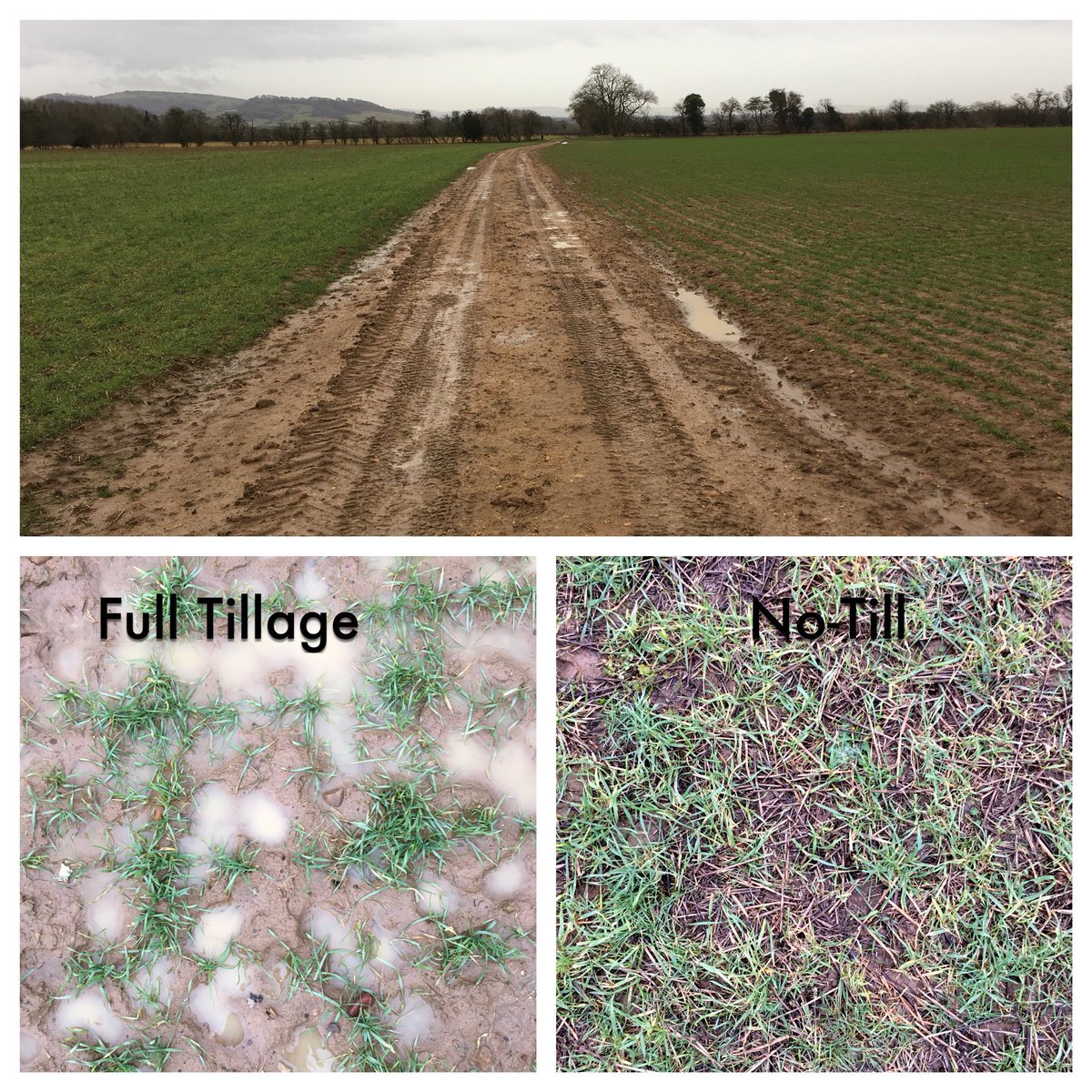 No1FarmerJake's tweet photo. No-Till fields really demonstrating faster #water infiltration after wet spell https://t.co/fCnZO3UYMI
