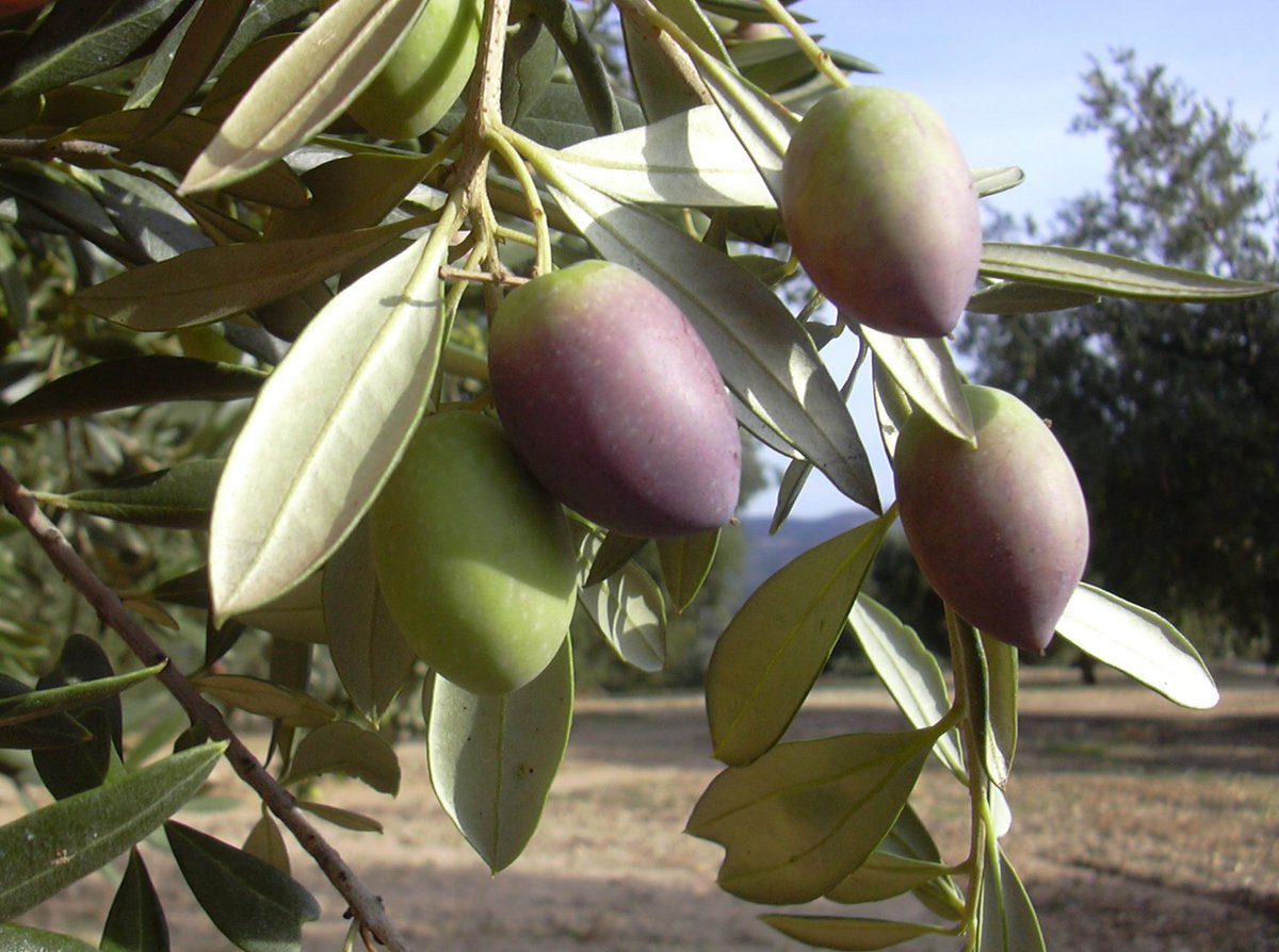 1916Gourmet's tweet photo. #DYK Our #oliveoil is produced with a native variety of the region, called Picudo (not picual), one of the most valued and awarded varieties in competitions around the world #knowyourproducer #evoo #healthy #fromtreetobottle #cooperative #Granada #Andalucia https://t.co/G8avSZ469I