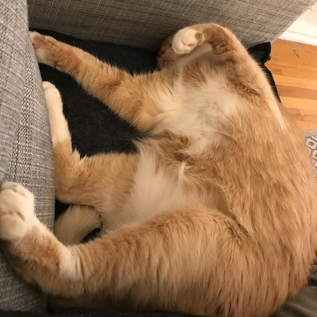 gazzagingercat's tweet photo. Any which way but loose!!! #awkwardsleepingpositions #awkwardcat #sleepy #sleepingcat #catsofig #catsofinstagram #catsofchicago #chicagocats #chicagocatsofinstagram #gazzagingercat #gingers #gingercats #gazza #nofilter https://t.co/Dk1yDh79kE https://t.co/nEVJGSbEWH