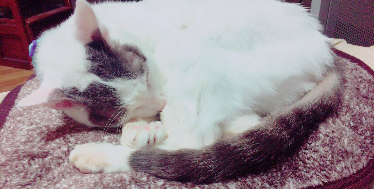 d_n0912's tweet photo. 猫ってええのー https://t.co/o0R5q0yWGW