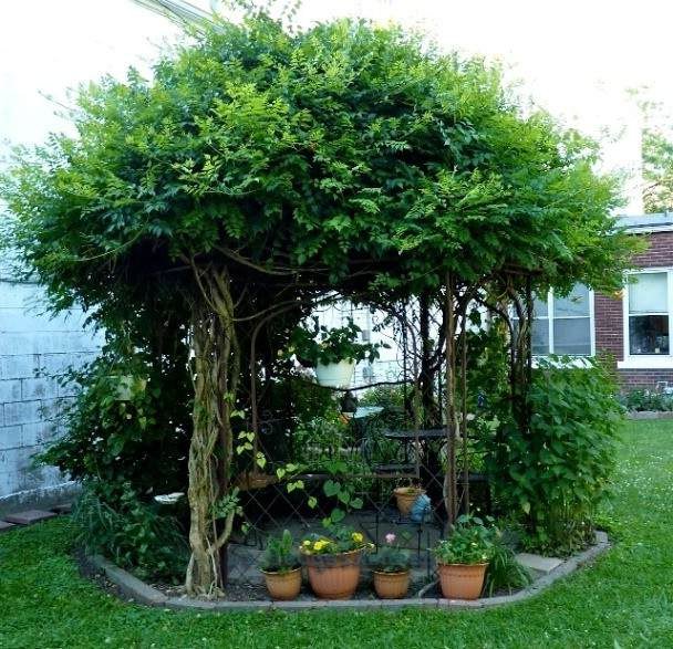 romashkino_park's tweet image. Дендропластика 
Беседки, арки, туннели, павильоны делают из посаженных определенным образом деревьев, кустарников и лиан. Например, растения высаживаются по кругу, остается промежуток для входа, получается беседка.

#ромашкинопарк #садовыйцентр #интернетмагазин #чехов #москва