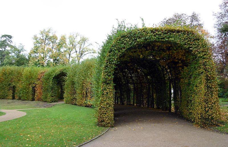 romashkino_park's tweet image. Дендропластика 
Беседки, арки, туннели, павильоны делают из посаженных определенным образом деревьев, кустарников и лиан. Например, растения высаживаются по кругу, остается промежуток для входа, получается беседка.

#ромашкинопарк #садовыйцентр #интернетмагазин #чехов #москва