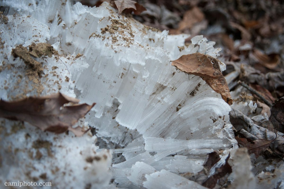 wncvideopro's tweet photo. A cluster of #IceNeedles rising from the ground in the #PisgahNationalForest in #Brevard, #NorthCarolina. These occur when surface and underground temperatures drop below a certain level causing subterranean water to rise from the ground and instantly #freeze. #nature #appalachia https://t.co/YNeXknf8CD