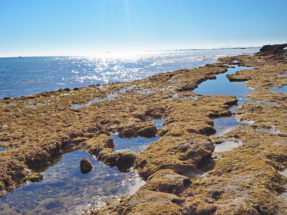 MeteOrihuela's tweet photo. ¡Un lujo pasear junto al #MarMediterráneo! Canteras Romanas de #MilPalmeras, en #PilarDeLaHoradada (#Alicante) ☀🌊. Imágenes: Itziar Díaz. https://t.co/ZqMBO10mrp