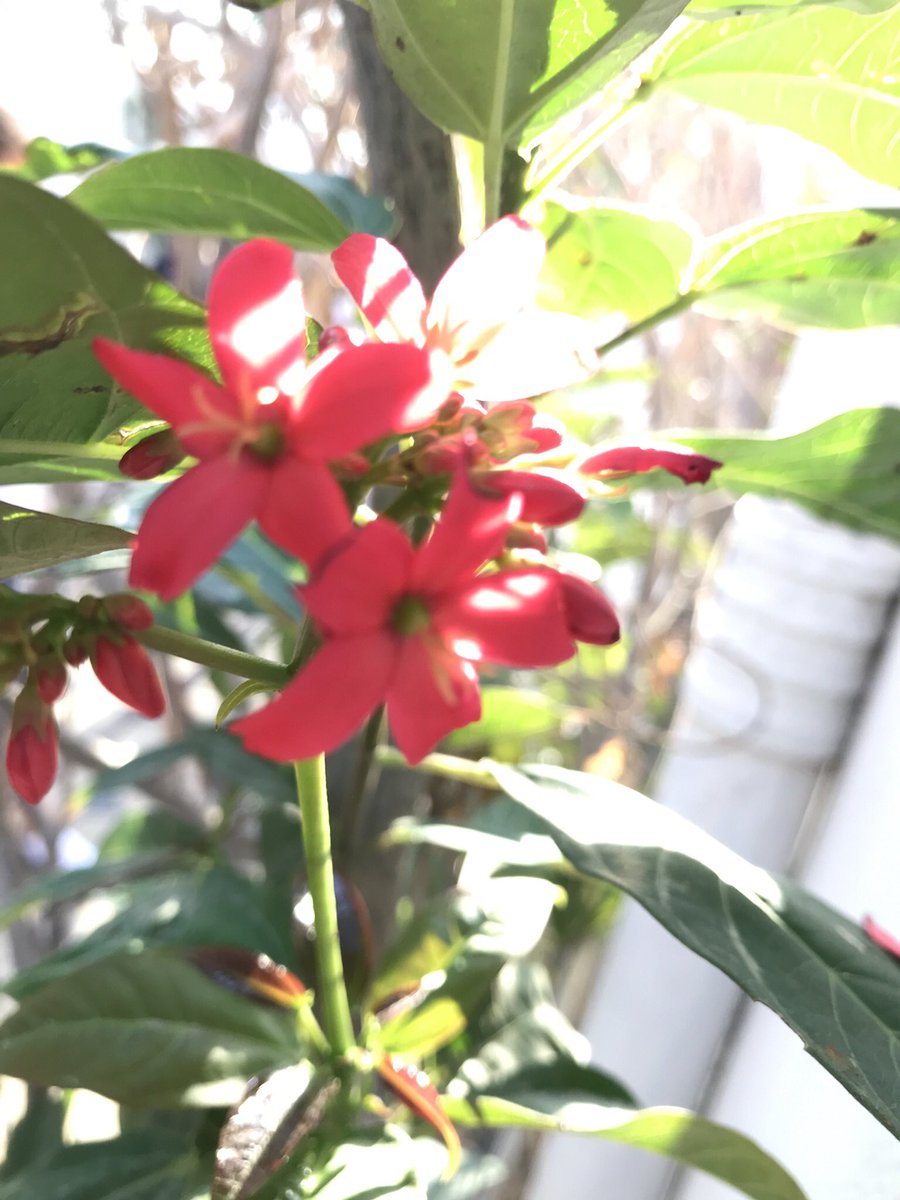 Year5_SBS's tweet photo. We made learning real today. Researching the parts of a plant, then going on a nature walk to find real examples. #sbsscience #SBShappiness https://t.co/17uAen0xAB