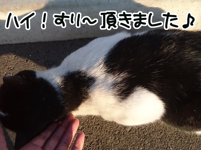 めたくそ癒された 