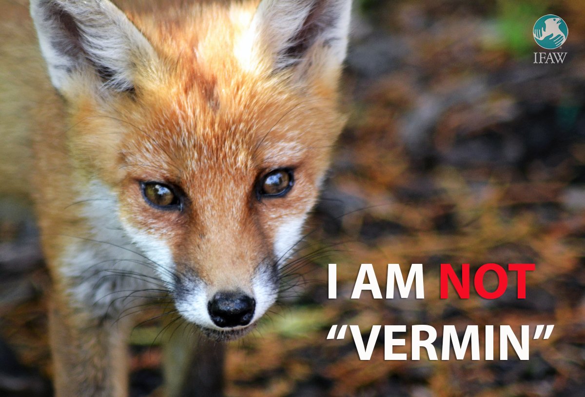 IFAWUK's tweet image. Foxes aren't "vermin" and they don't deserve to be gunned down. 

#TuesdayThoughts #Countryfile