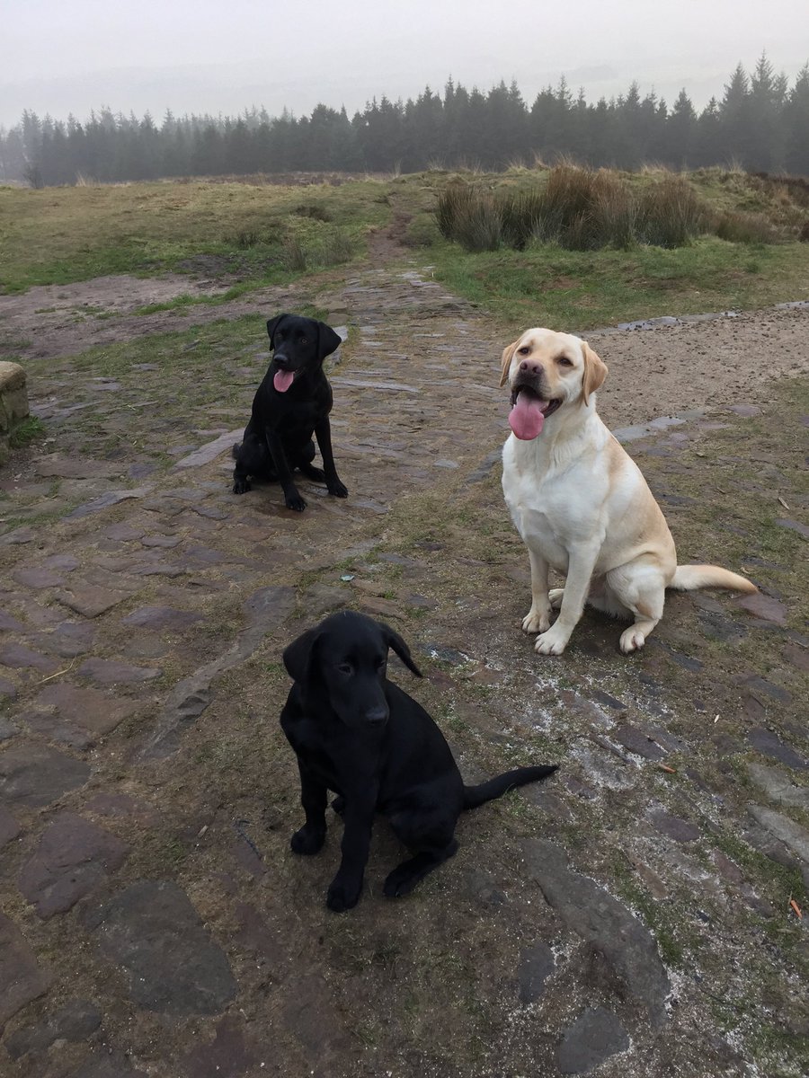 Mattabal's tweet photo. #beaconfell #lancashirewalks #marketinglancashire - Gods own county - 3 Labs living the dream #BASCgundogs https://t.co/M91rZ4LQB3