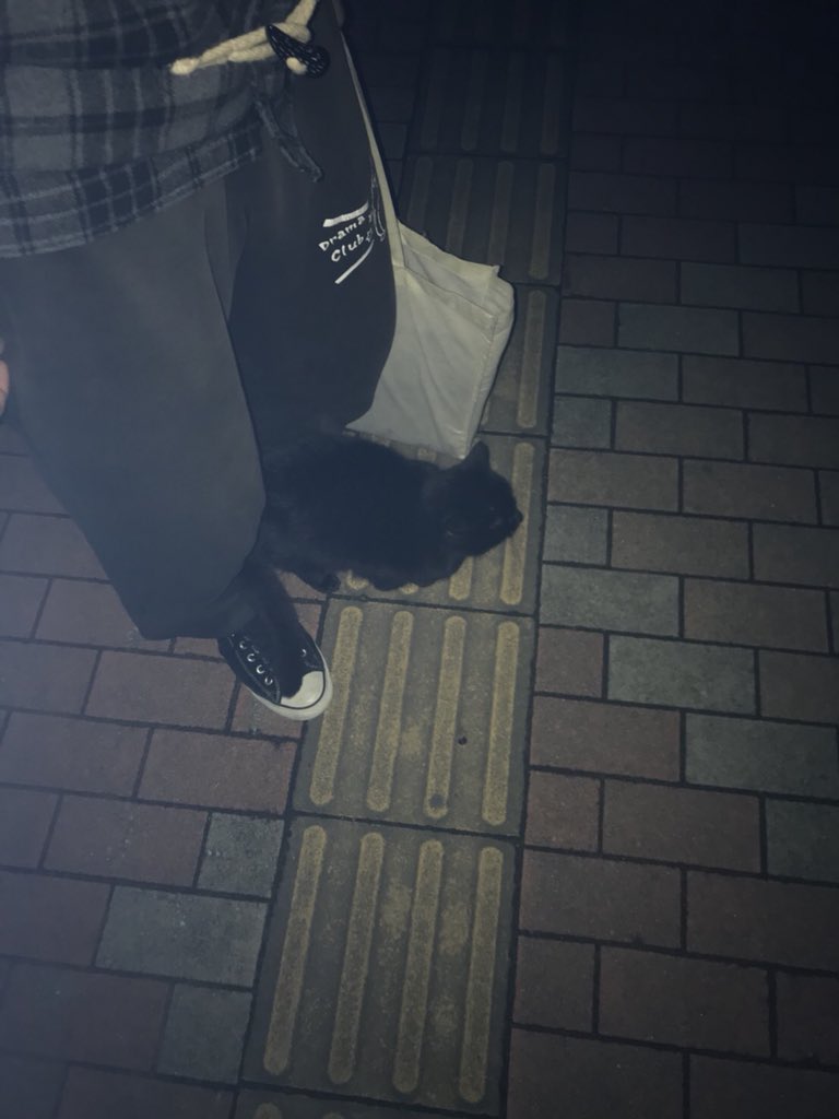 学校から帰る途中にも黒猫に遭遇しました。
足元にすり寄ってきました。
運命的なものを感じますね…