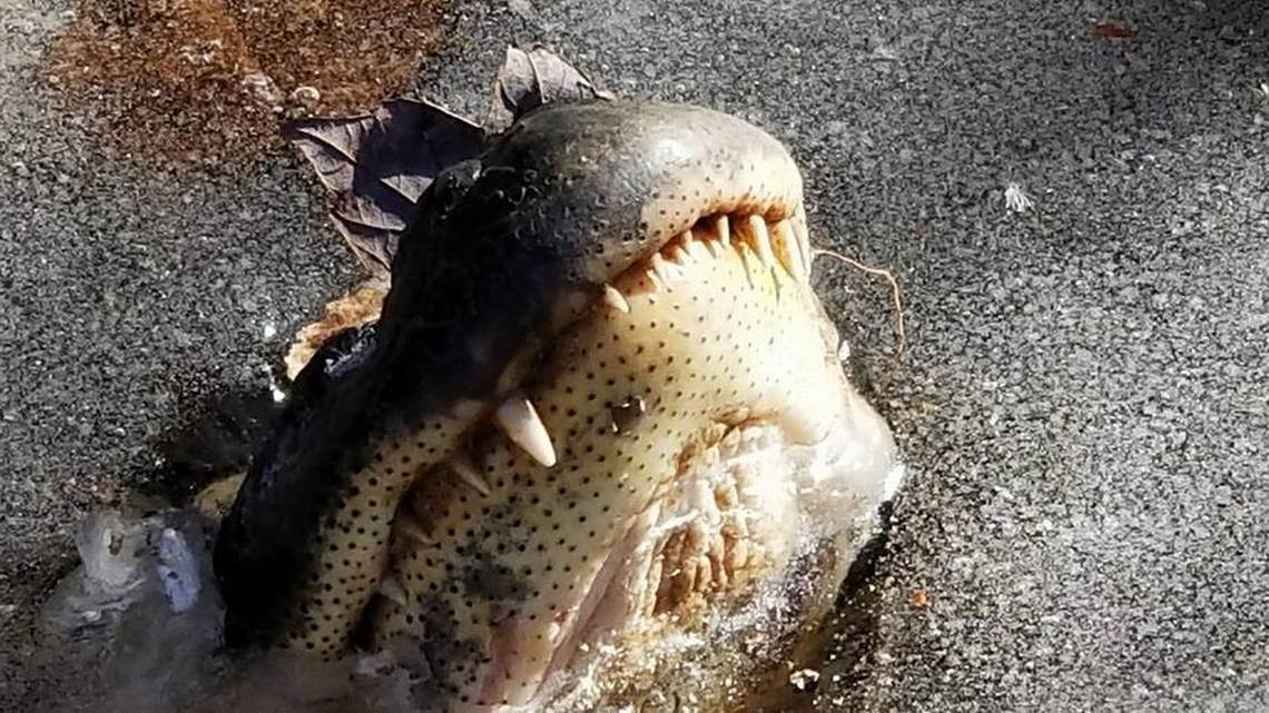 Alligators use bizarre – and creepy – ancient ritual to survive NC’s arctic blast scne.ws/Q9V597