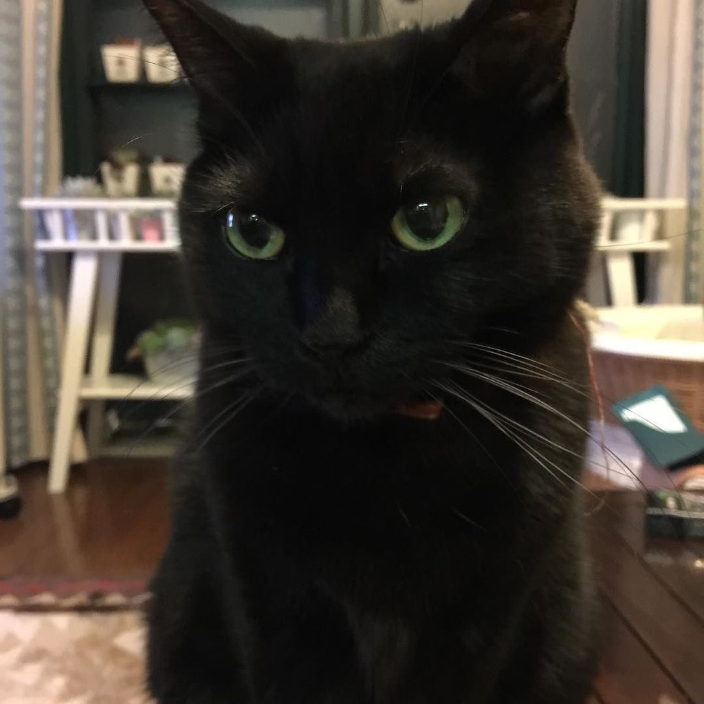 lovekomarin's tweet photo. ※
遅ればせながら、皆さま明けましておめでとうございます😺
※
Belated Happy New Year for everyone!!😸
※
#猫 #黒猫#あけましておめでとうございます #遅ればせながら #cat #blackcat #blackcatlover #belated #happynewyear https://t.co/vsjC2BDRP4 https://t.co/fhS81UiIJ1