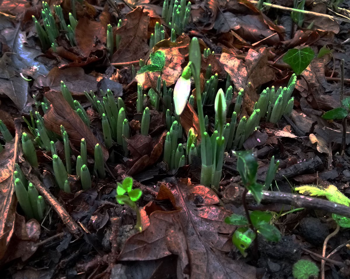briszooproject's tweet photo. We've spotted the first snowdrop of the year at Wild Place Project! Have you seen any? #Springiscoming #signsofspring https://t.co/UQjiOFz6H9