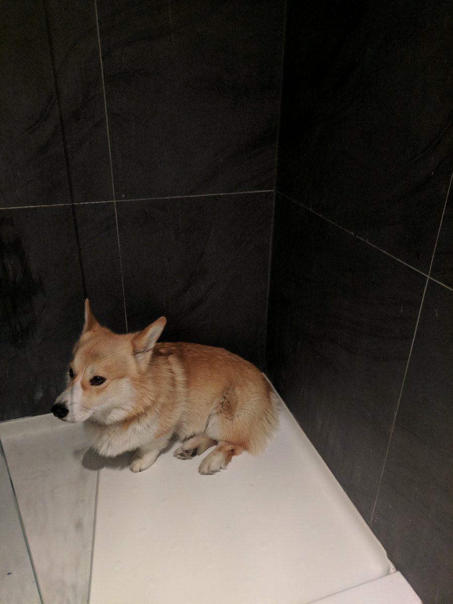 Question: What do u do when you find a potato in your shower ? #Corgi