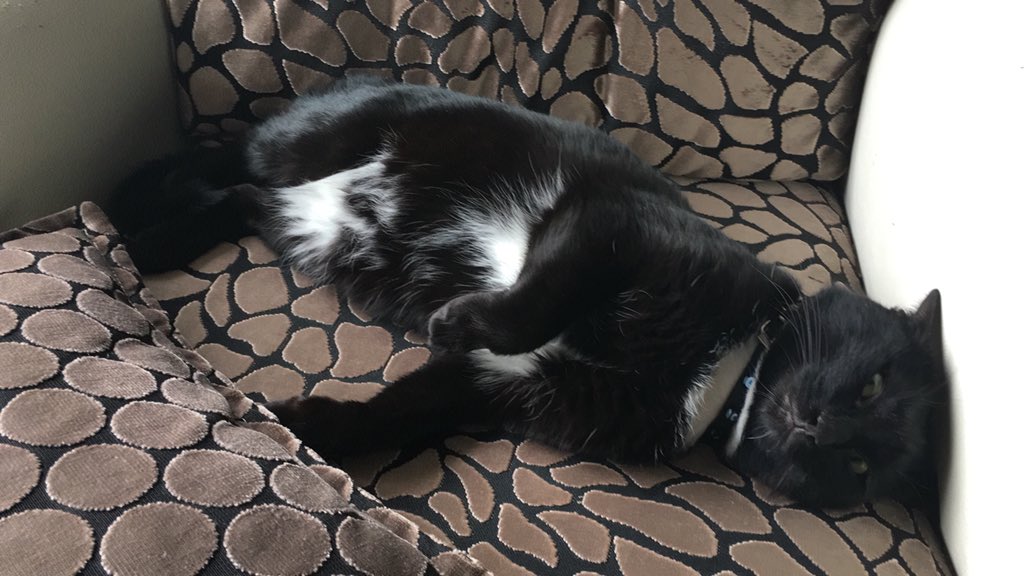 tatlı kedimiz ZEYTİN, Tekirdağ merkez 100. yıl mahallesi civarında kaybolmuş,1 haftadır yok.Erkek ve 2 yaşında. Sahibi günlerdir arıyor, eğer görürseniz kendisiyle lütfen iletişime geçin. 0541 783 51 16  <a href="/NisaCansuEngin/">nce</a> #kayıpkedi #kedimkayboldu #ArifV216 #tekirdag #kediaraniyor