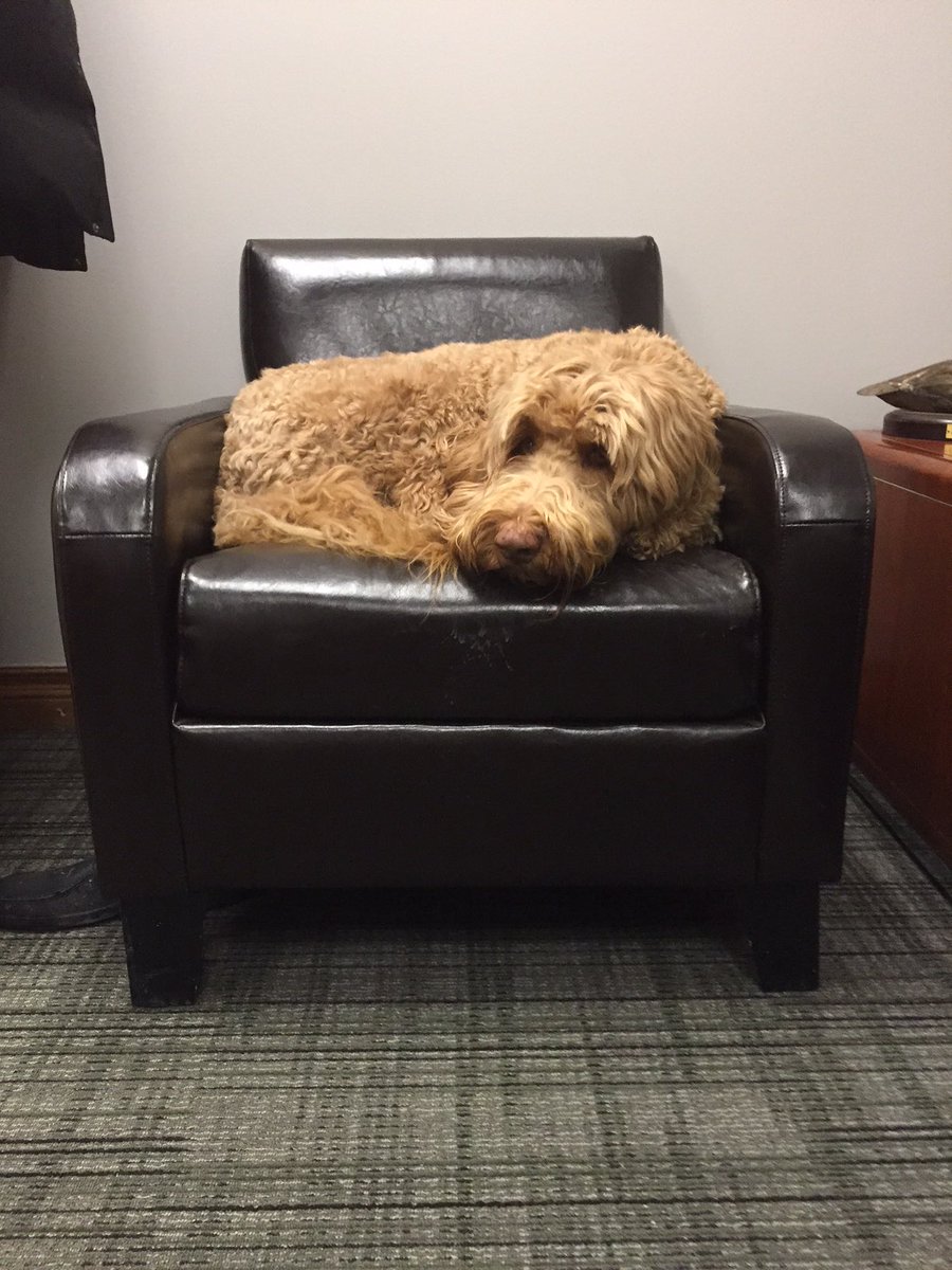 RubyTheDoodle's tweet photo. Day 2 of #BringYourDaughterToWork program with @PeterJLockhart  There will be many #DoodleDecisions to be made today, and if I’m lucky someone has yogurt for lunch! https://t.co/6796B243ZX