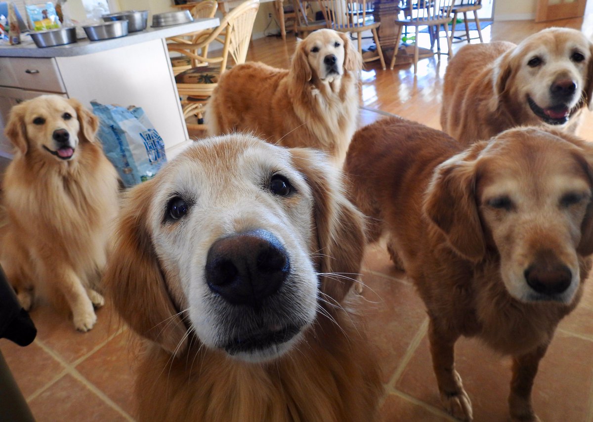 The Golden Ratio tweet media