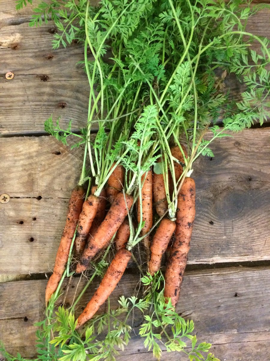 We've been harvesting some of our lovely carrots today! If you want to find out how to turn them into a yummy curry why not join our next cookery course looking at making homemade ready meals :) whitmuircommunityfarm.org/2000m2/cooking/