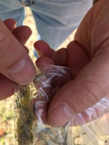 CertisBelchimES's tweet photo. Andalucía libre de #Xylella tras más de 6000 muestras analizadas, vía @Agroinformacio https://t.co/IxFVZ4S4O6 https://t.co/tywPUmB6X4