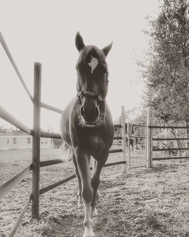 “My husband and I adopted Copper in April. In May he injured his leg in the pasture. <a href="/MannaProHorse/">Manna Pro Horse</a> Corona Ointment helped his leg heal! He would love another jar to help with his accident prone self!" - Catey Kuzma