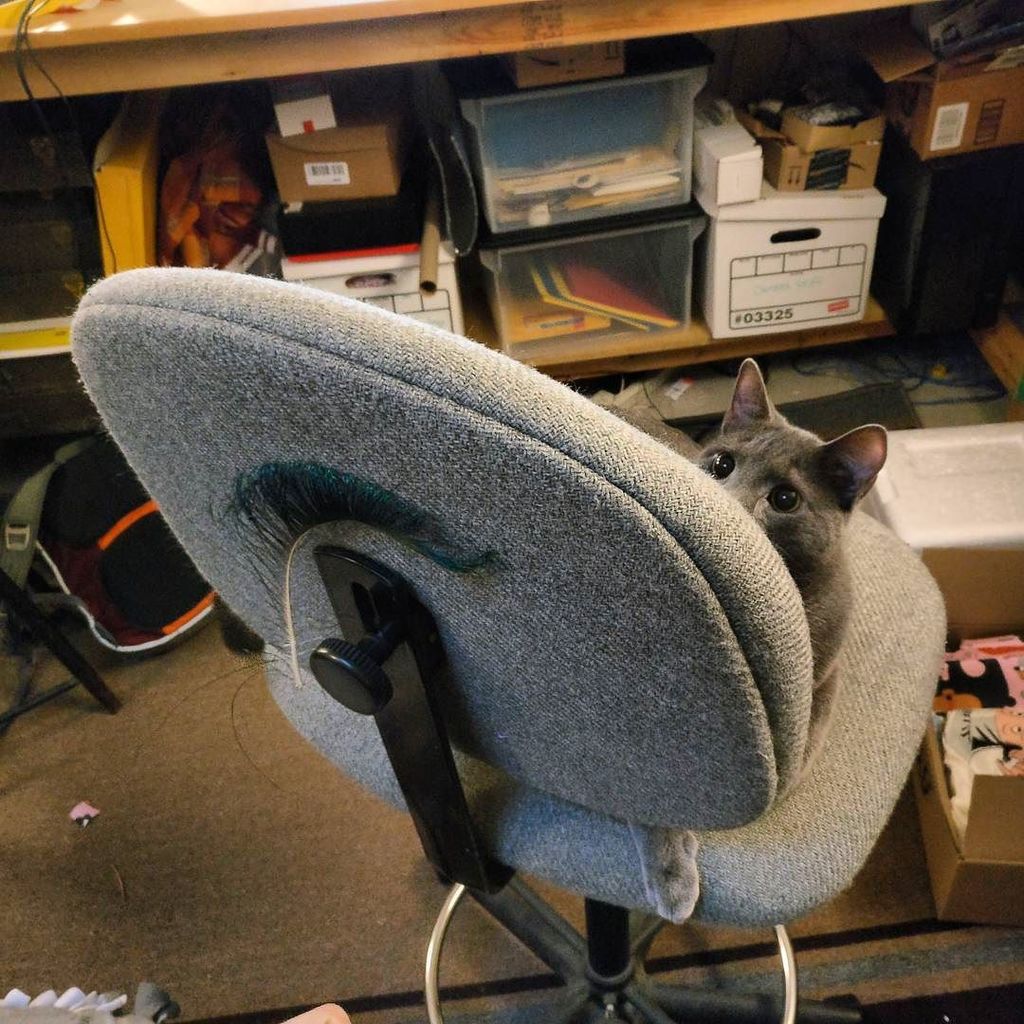 bcwinkler's tweet photo. There's a feather stuck to the back of the chair. He's been self-entertained for 5 minutes (a new record). https://t.co/IldLWC0aeb https://t.co/ZnTYWPnG0s
