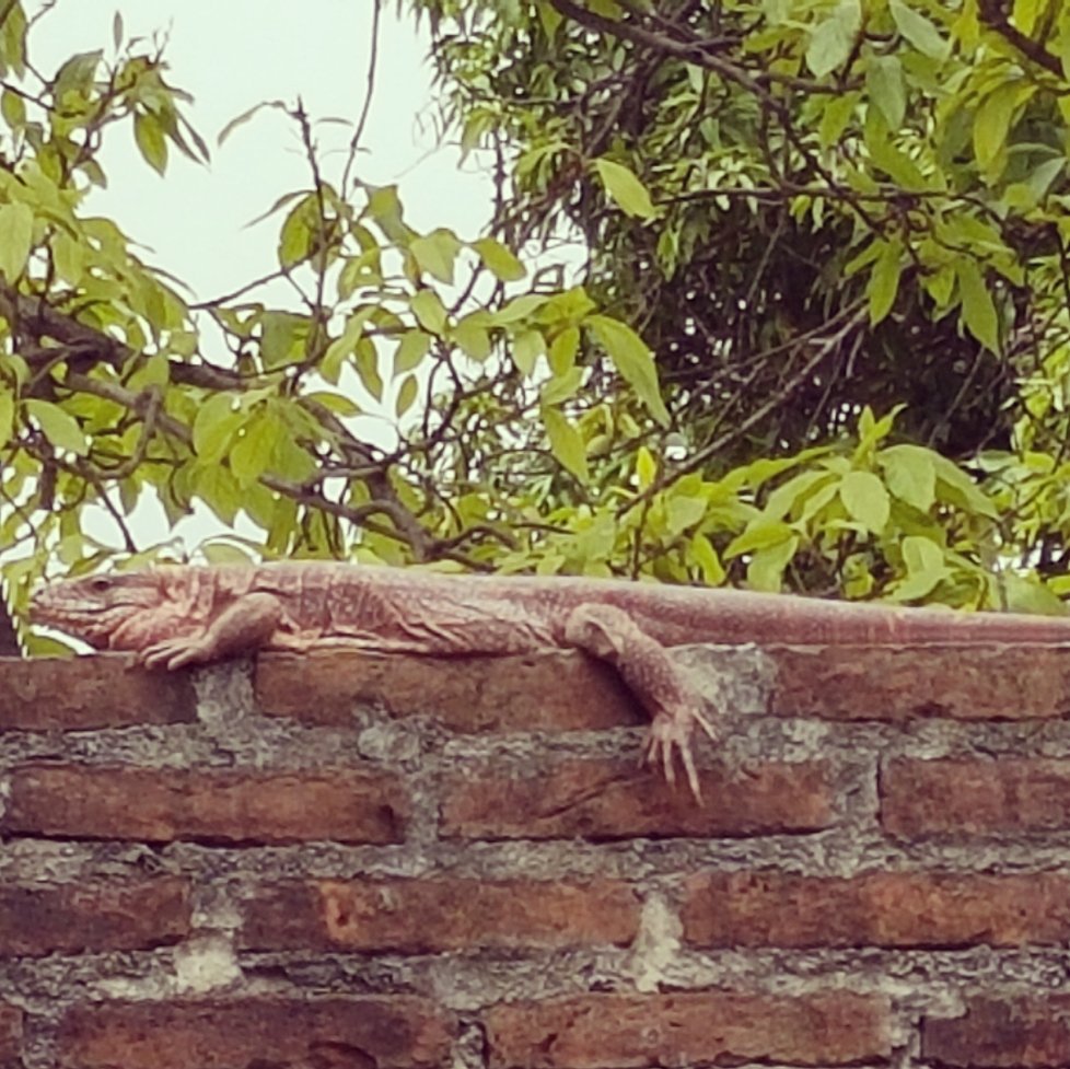 MRAltamiranda's tweet photo. Siguiendo los consejos de #AndyFreire: ¿Si alquilo el jardín para camping, podré cobrar como atracción extra, las apariciones de "Aldo", el caraguay de mi vecino? 
@andyfreire @jlespert @MartuAsche @PignataReload https://t.co/ELXUipVhWh