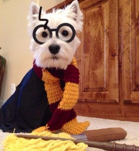 specscartuk's tweet photo. Harry Pupper giving us fashion goals!
#HarryPotterย #HarryPupper #roundglasses #roundframes #potter https://t.co/XOLpz3eyEM