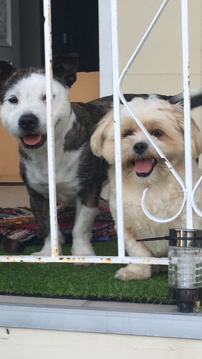 TheCryptoDoggos tweet media