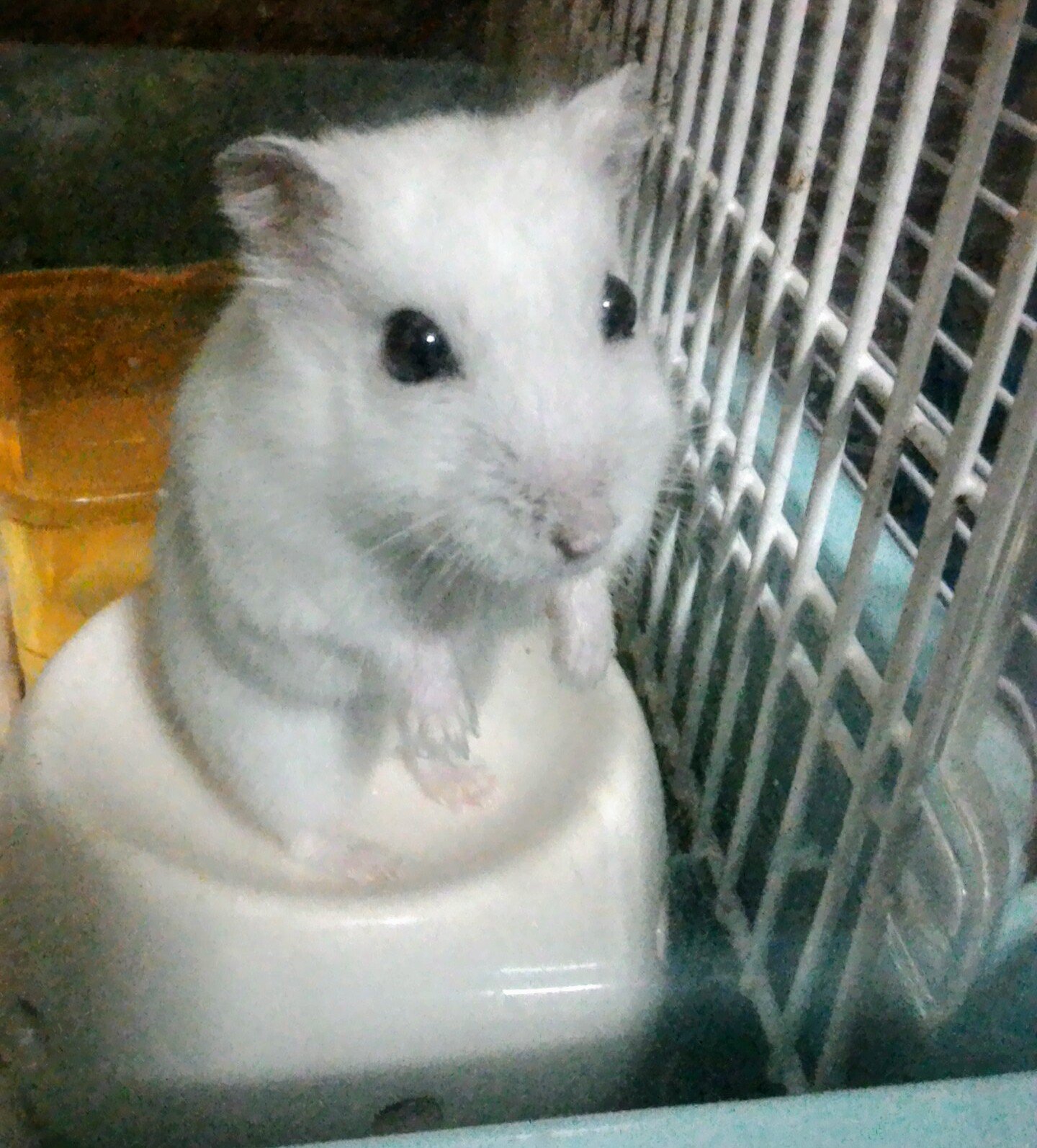 美ら海の宝 貝がら工房 貝系はミンネ 布系はヤフオク Ar Twitter はいたぁい 今日１月９日のゆきみっ はいポーズっのゆきみ 1才3ヶ月になりましたっ 我が家の ジャンガリアンハムスター パールホワイト 雪見だいふくに似てるから ゆきみ ハムスター好きと