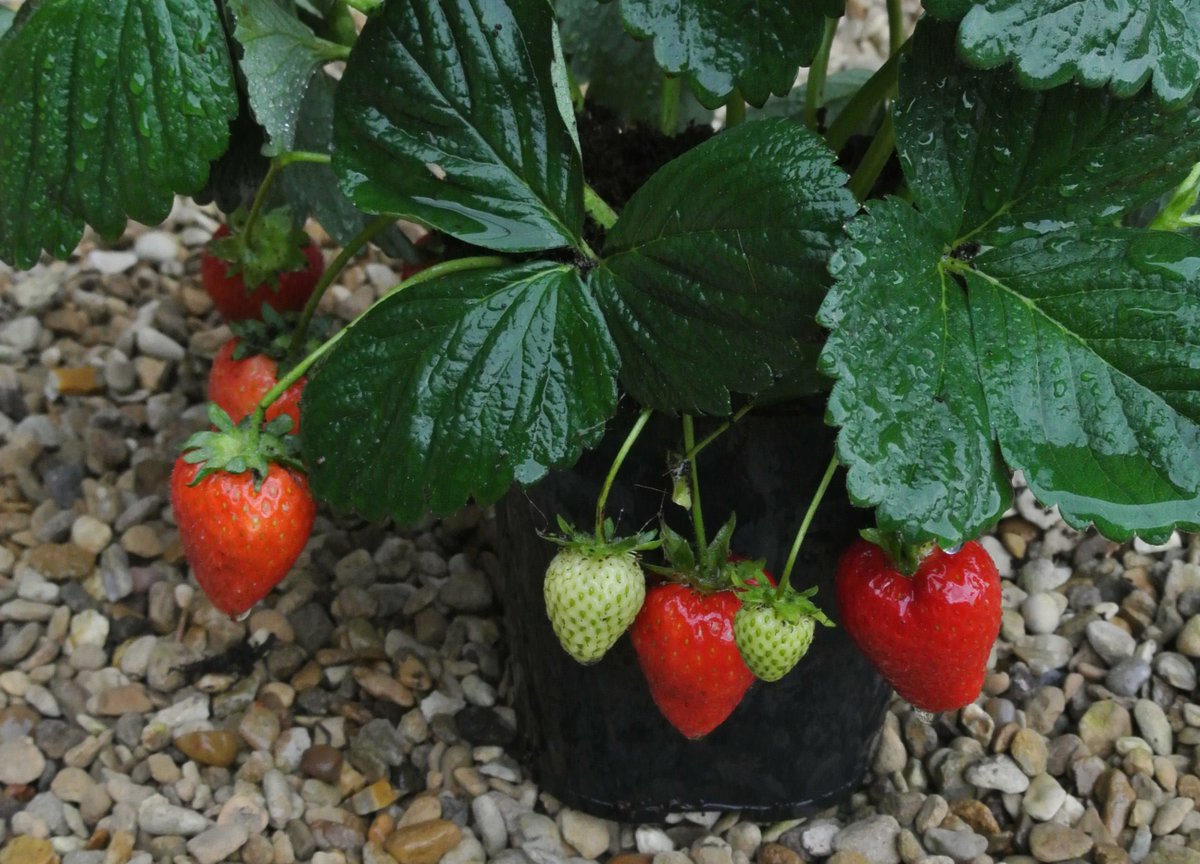 Strawberry Buddy™ plants will give bumper crops of strawberries, Medium sized Firm Berries that are frequently seen in the supermarkets! 😋 #BerryOfTheWeek