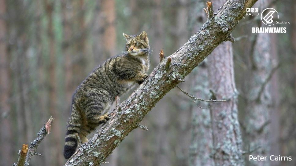 BBCRadioScot's tweet photo. The Scottish Wildcat is facing extinction. Best guesses put numbers at 300 left in Scotland. On #BBCBrainwaves today Pennie Latin explores the efforts of @SaveOurWildcats and @RZSS to save the Tiger of The Highlands  https://t.co/qDwDJGu4rJ https://t.co/21pyc18aPC