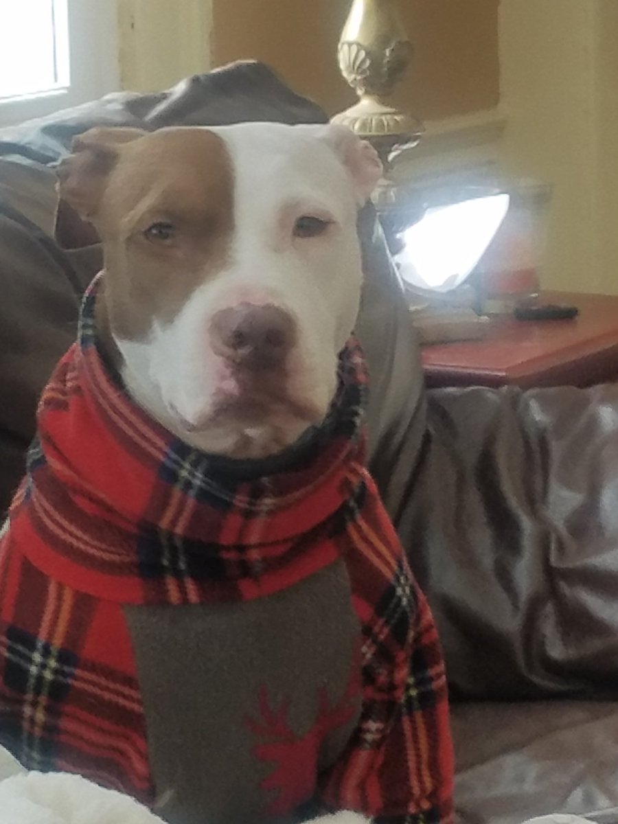 PuppaPaws's tweet photo. https://t.co/2ZmOlQzGDw