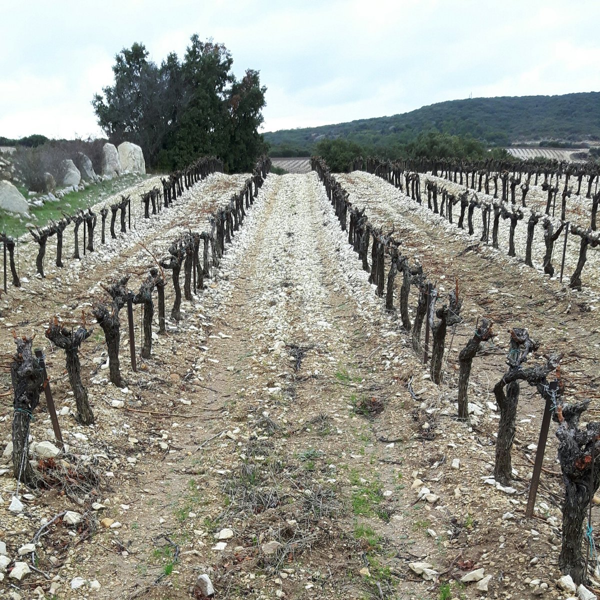 cv_clairdelune's tweet photo. 🍷 Nouveau client : l'AOC Tavel ! Immersion dans le vignoble ; belles rencontres, dégustations gourmandes et découverte des terroirs : les lauzes, le sable, les galets roulés... Team ready 👌 #vin #tavel #digital #facebook #communitymanagement #formationclient https://t.co/ghGOCNQ2op