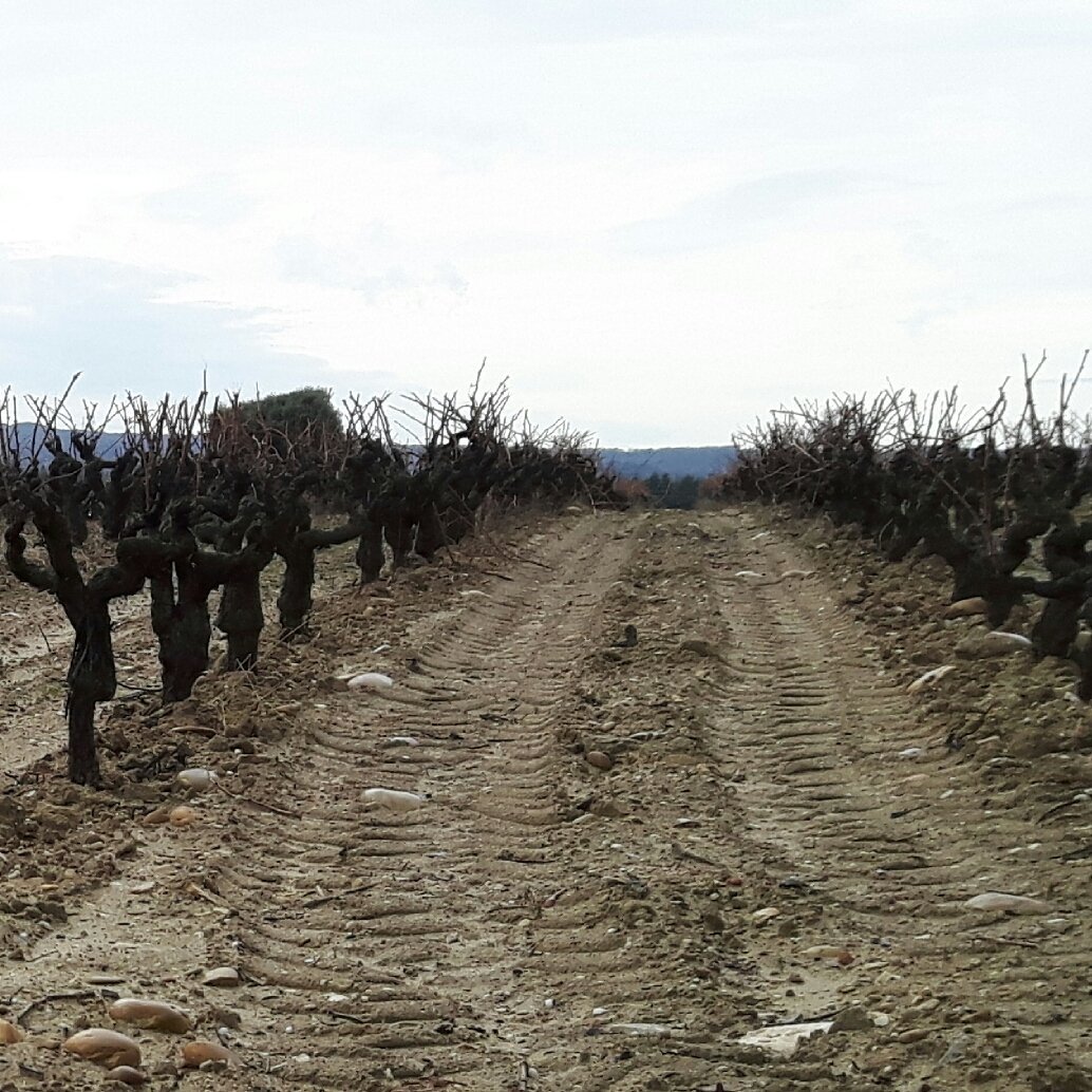 cv_clairdelune's tweet photo. 🍷 Nouveau client : l'AOC Tavel ! Immersion dans le vignoble ; belles rencontres, dégustations gourmandes et découverte des terroirs : les lauzes, le sable, les galets roulés... Team ready 👌 #vin #tavel #digital #facebook #communitymanagement #formationclient https://t.co/ghGOCNQ2op