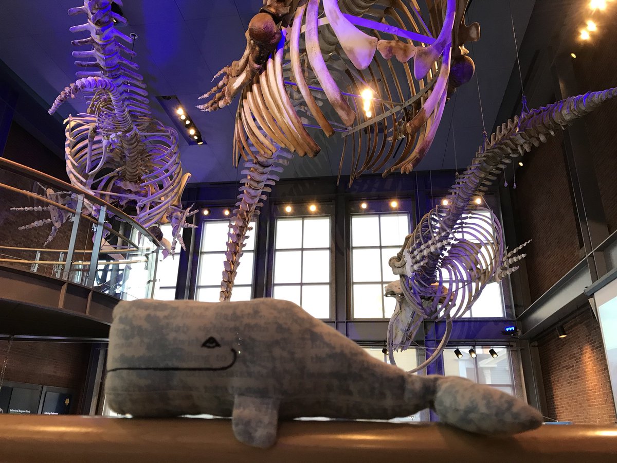 CarolineHack's tweet photo. Some last whaley photos @whalingmuseum before I head home tomorrow. https://t.co/F3ZCHmmZSd