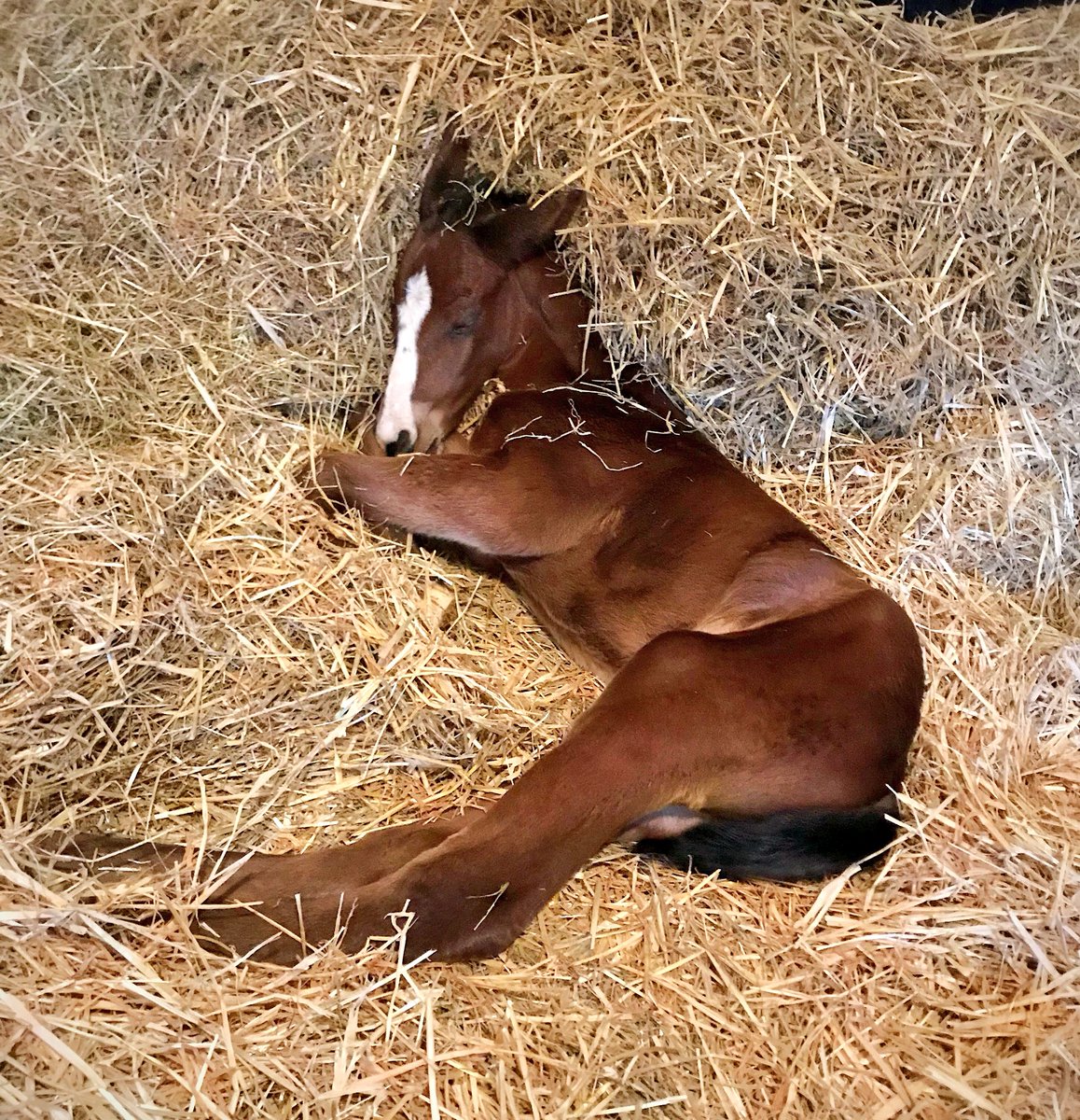 wickhamwicks's tweet photo. First few hours in the outside world have been fun but exhausting for this young lady! #hoursold #Australiafilly #smallsteps https://t.co/ScpKBogmfy