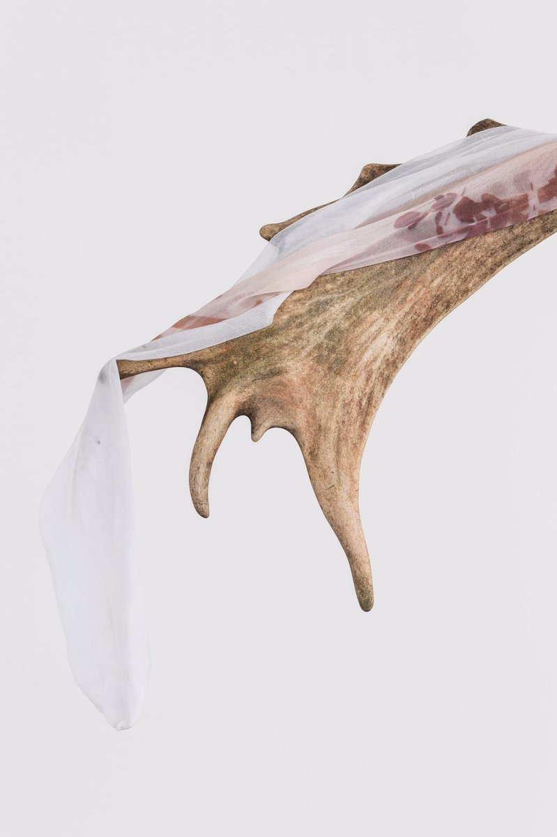 anninacats's tweet photo. Into the wild dal 10/02 al @KunstMeranoArte https://t.co/A9GvFoSh5P via @WSImagazine_IT #mostra #merano #kunstmeranoarte https://t.co/3gahqvuRvq