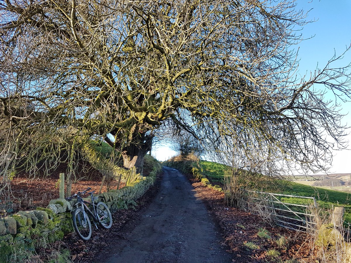 TRobD14's tweet photo. Wonderful old #HorseChestnut #Wilsden @WoodlandTrust https://t.co/fdOEYbQUKL