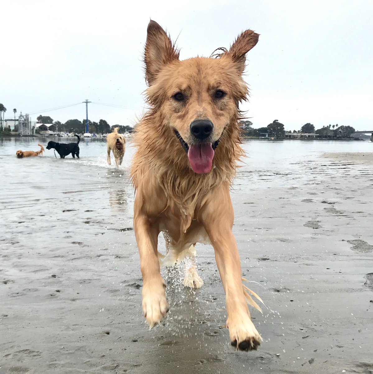 Meet Avery! She's one of our beautiful Goldens <3 What a perfect #TongueOutTuesday !      

#TOT #DogTired #DogBeachLife #HappiestPlaceOnEarth #LifesToughGetADog #BarkAtUs #GoldensOfInsta #InstaDog #Fun #DailyDogs #MakingNewFriends