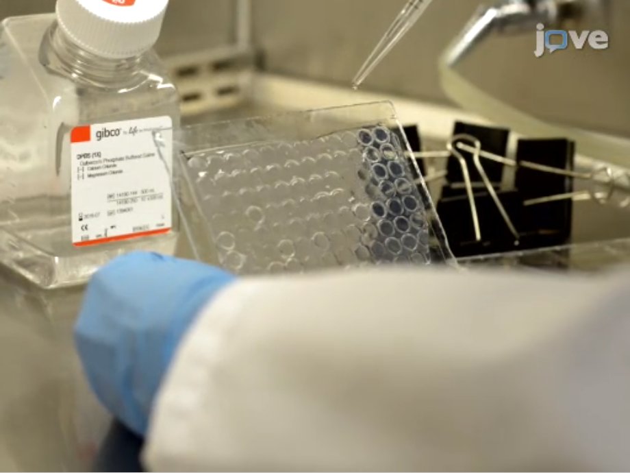 JoVEJournal's tweet photo. See how researchers  @MITdeptofBE and @UMNBME continue to make advances in understanding DNA #DrKhorana #DNA #advancesinscience  https://t.co/iiHMDR5KgP https://t.co/rbcFHC51Xn