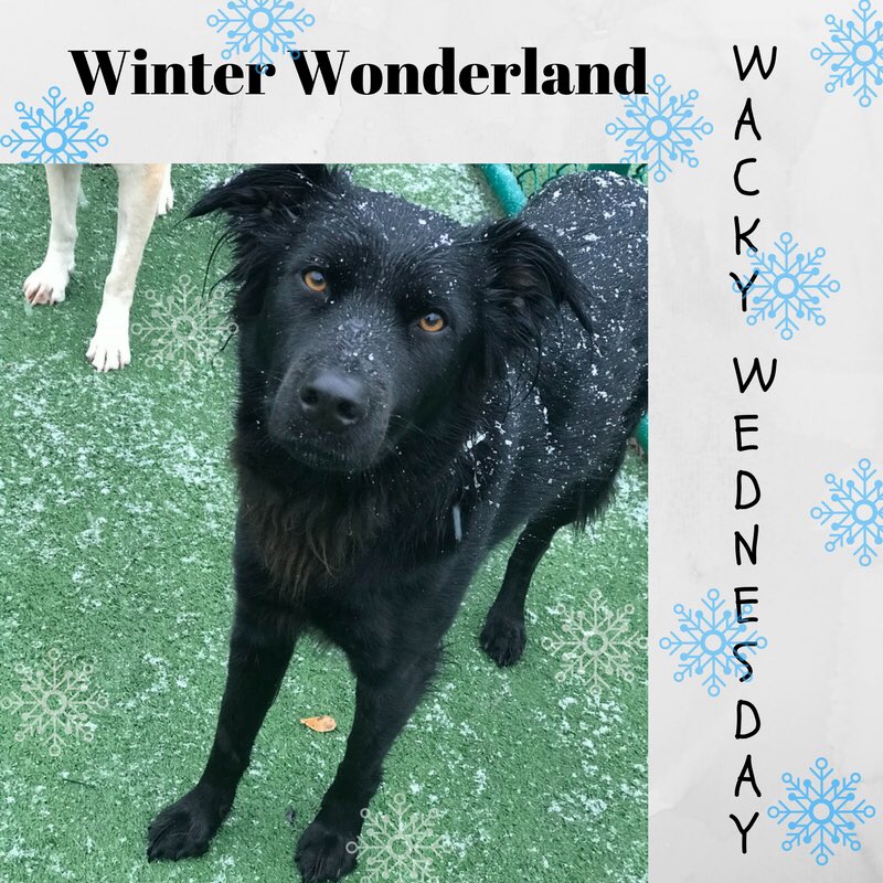 PPRLakeNorman's tweet photo. We are excited to announce Wacky Wednesday starts tomorrow!! Winter Wonderland Theme!!! Don’t miss out! ☃️❄️ #wackywednesday #petparadiselkn https://t.co/JAEz4Qq04M