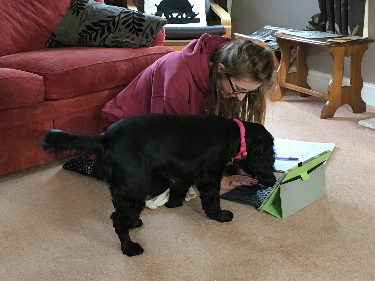 VolTeamHDogs's tweet photo. A lovely picture of HD Zanthe helping out her Puppy Training Instructor fill out the paperwork 🤣🐾🤭

Well done Zanthe, keep up the hard work! ✨😘

#WednesdayWisdom #WiseDogs #Paperworksadoddle #DogLovers #DogsofTwitter https://t.co/RjrRF2fqu6