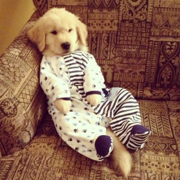 tristans531's tweet photo. Okay so if I get 500 retweets by next Tuesday I get to get a puppy!! Help a girl out!!! Retweet if you think they’re cute 😍😁🐶 AND GO! https://t.co/HpGz7J6LbO