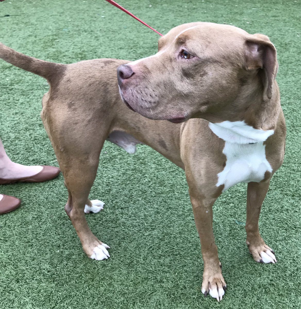 kshumanesociety's tweet photo. Please help us find Ceazar a forever home ❤️❤️❤️

Ceazar is a sweet and lively dog who has been at KHS for quite some time now. We would love to find him a home very soon.

Help us spread the word for Ceazar ❤️❤️❤️ https://t.co/qoNpkSjOhU https://t.co/UYMq4nxIK9