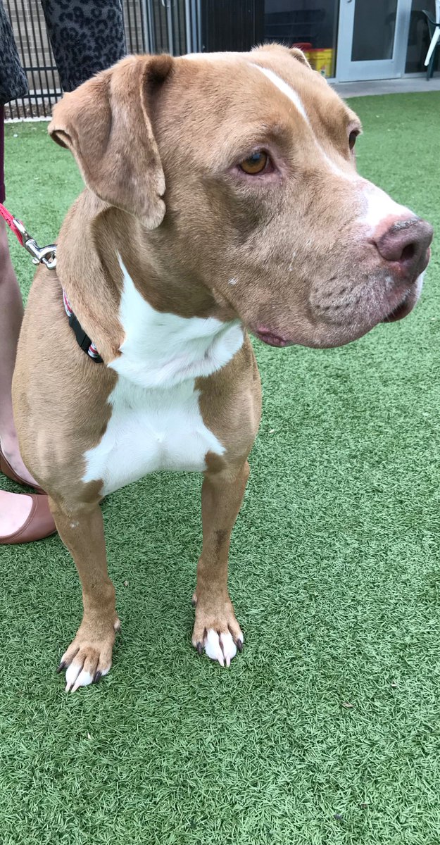 kshumanesociety's tweet photo. Please help us find Ceazar a forever home ❤️❤️❤️

Ceazar is a sweet and lively dog who has been at KHS for quite some time now. We would love to find him a home very soon.

Help us spread the word for Ceazar ❤️❤️❤️ https://t.co/qoNpkSjOhU https://t.co/UYMq4nxIK9