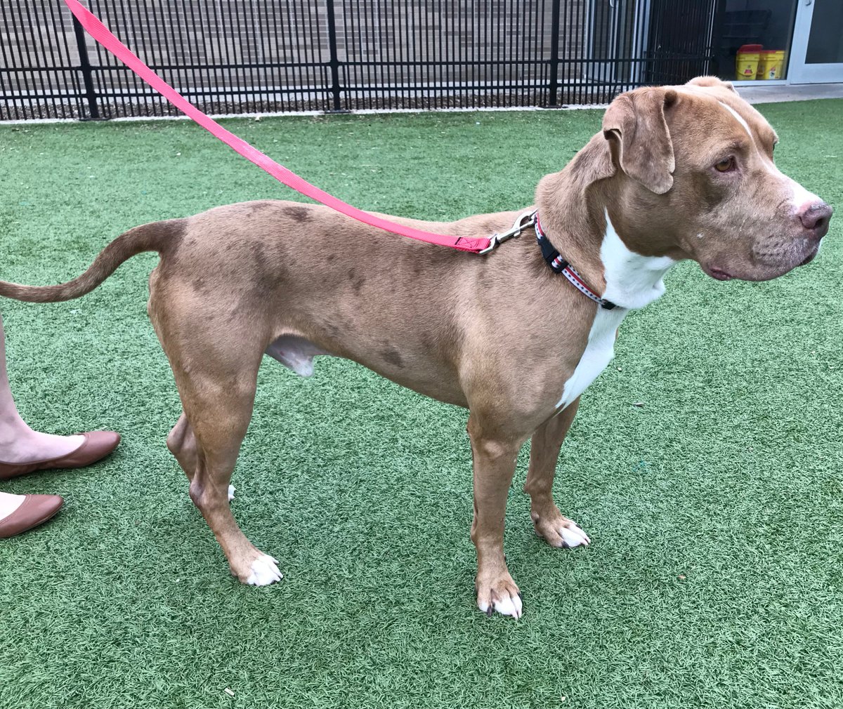 kshumanesociety's tweet photo. Please help us find Ceazar a forever home ❤️❤️❤️

Ceazar is a sweet and lively dog who has been at KHS for quite some time now. We would love to find him a home very soon.

Help us spread the word for Ceazar ❤️❤️❤️ https://t.co/qoNpkSjOhU https://t.co/UYMq4nxIK9