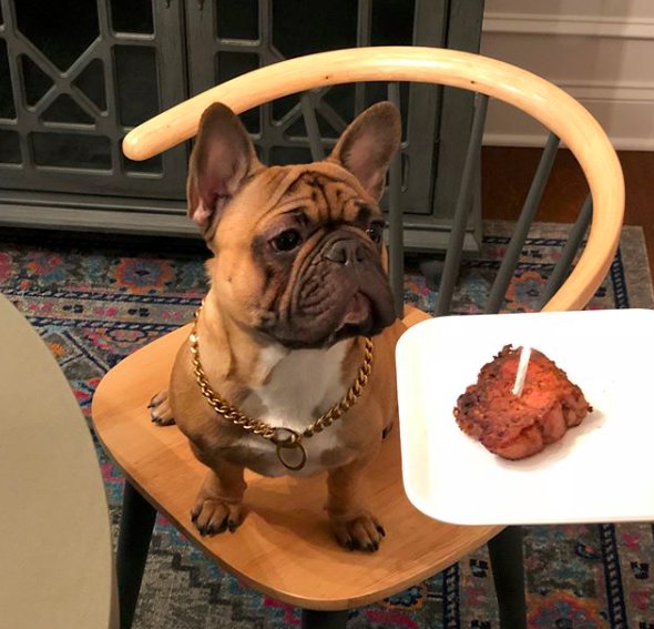 performevo's tweet photo. Because dog birthdays are just as important as human birthdays.. #leoturnsone #frenchie #CoachGur #performanceevolution https://t.co/Ufmiz6CGrz