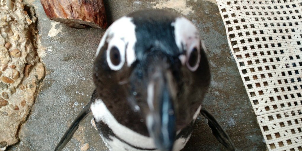 elmyrthepenguin tweet picture