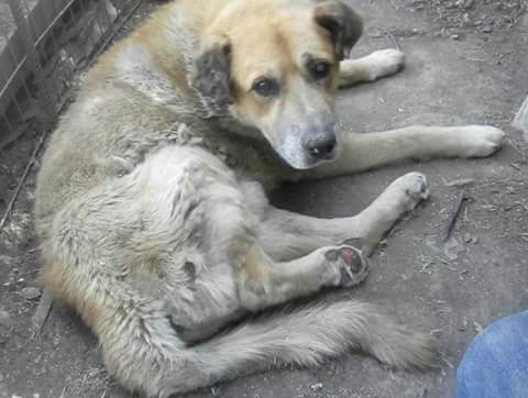 Chilena9772's tweet photo. 🚨 URGENTE!!!
Se necesitan estos remedios para perrito sénior. Contacto Marcia 949559777
#Santiago
RT @patrmarsh @glorialasso @SantiPintoArchi @AELHUZ @PERROAMOR232 @Evelyn_Torres_h @EduardoEduvet @loreto1110 @sayajin5000 @Angelic13893570 @albamaria777 @demarylouise @andalaft https://t.co/deorQq4zHa