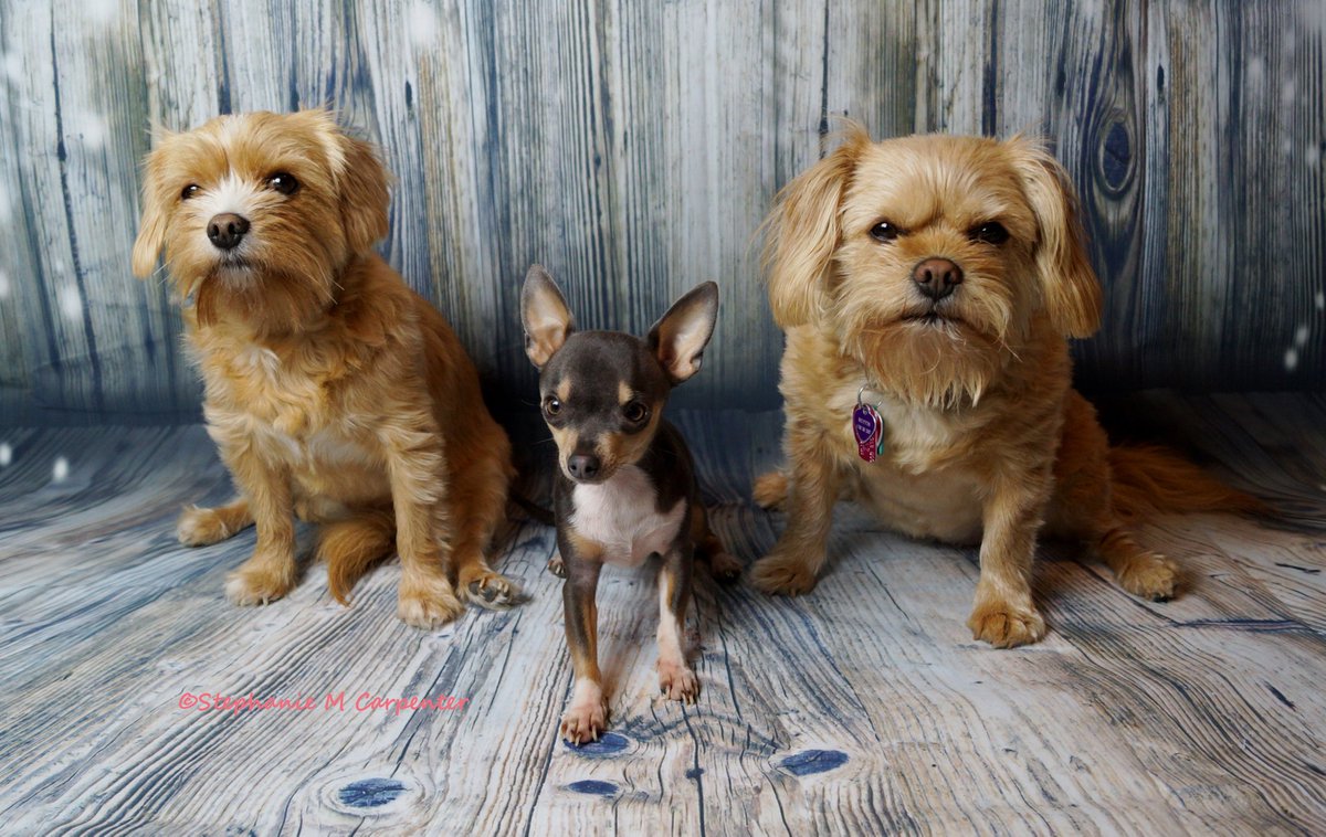 PawsNSnaps's tweet photo. Love these lil munchkins ❤🐾❤
#AngelLily #Muffin #Rescues #Yorkie #ShihTzu #MiniRainDrop #Chihuahua #CuteAsButtons #SweetBabies #PosingPretty #SisterlyLove #SuchGoodLilGirls #LilLoveBugs #LoveTheseThree  #MyHeartIsSoFull #LoveTheseGirls #BeautifulBabies #ThreeAmigos https://t.co/xX6tB4MIWh